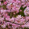 Téli bangita - Viburnum bodnantense 'Charles Lamont'