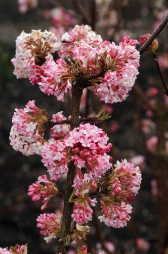 Téli bangita - Viburnum bodnantense 'Charles Lamont'