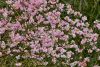 Téli bangita - Viburnum bodnantense 'Charles Lamont'