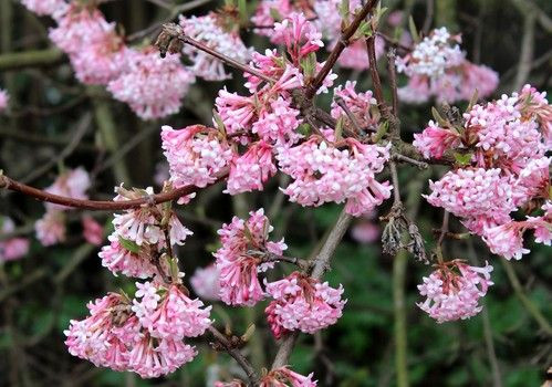 Téli bangita - Viburnum bodnantense 'Charles Lamont'