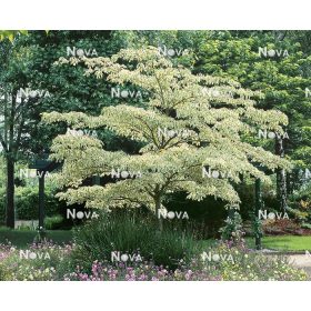   Tarka levelű óriássom - Cornus Controversa "Variegata"