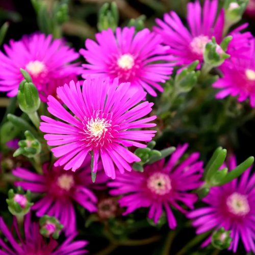 Kristályvirág / Délvirág - Delosperma cooperi 'Delmara Pink'