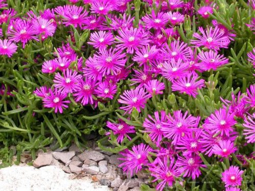 Kristályvirág / Délvirág - Delosperma cooperi 'Delmara Pink'