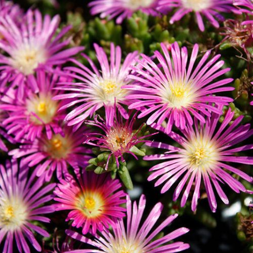 Kristályvirág / Délvirág - Delosperma cooperi 'Delmara Pink'