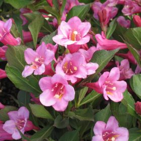 Törpe rózsalonc - Weigela florida 'Minuet'