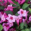 Törpe rózsalonc - Weigela florida 'Minuet'