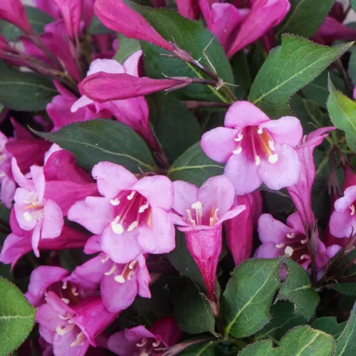 Törpe rózsalonc - Weigela florida 'Minuet'