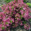 Törpe rózsalonc - Weigela florida 'Minuet'