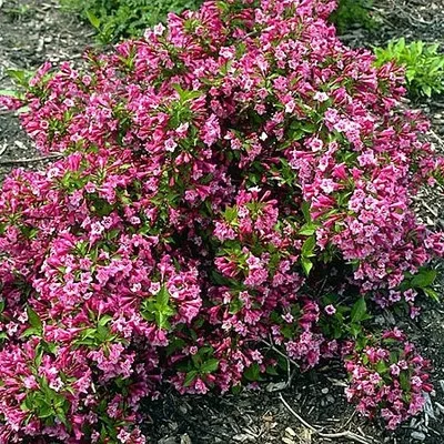 Törpe rózsalonc - Weigela florida 'Minuet'