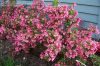 Törpe rózsalonc - Weigela florida 'Minuet'