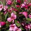 Törpe rózsalonc - Weigela florida 'Minuet'
