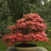 Japán juhar - Acer palmatum "Mikawa-yatsubusa" K10