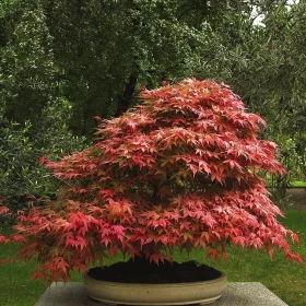   Japán juhar - Acer palmatum "Mikawa-yatsubusa" K10