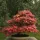 Japán juhar - Acer palmatum "Mikawa-yatsubusa" K10