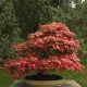 Japán juhar - Acer palmatum "Mikawa-yatsubusa" K10