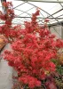 Japán juhar - Acer palmatum "Mikawa-yatsubusa" K10