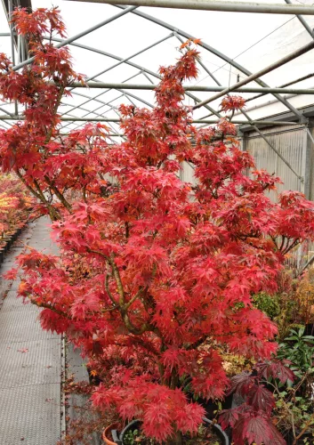 Japán juhar - Acer palmatum "Mikawa-yatsubusa" K10