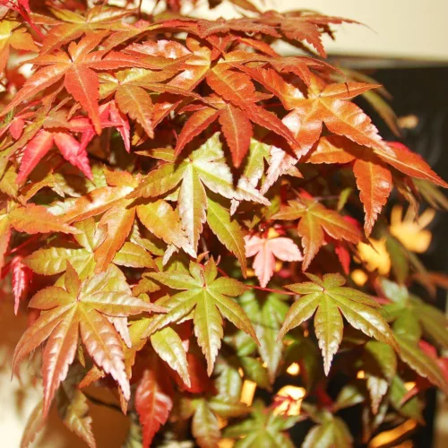 Japán juhar - Acer palmatum "Mikawa-yatsubusa" K10