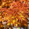 Japán juhar - Acer palmatum "Mikawa-yatsubusa" K10