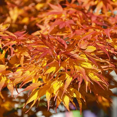 Japán juhar - Acer palmatum "Mikawa-yatsubusa" K10