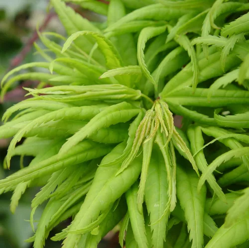 Japán juhar - Acer palmatum "Mikawa-yatsubusa" K10