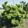 Japán juhar - Acer palmatum "Mikawa-yatsubusa" K10
