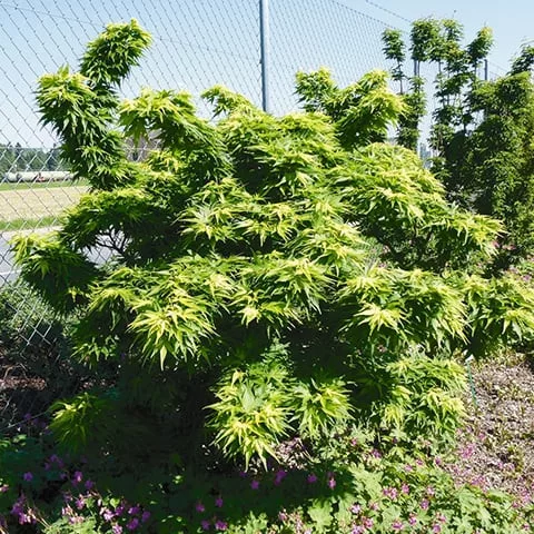 Japán juhar - Acer palmatum "Mikawa-yatsubusa" K10