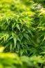 Japán juhar - Acer palmatum "Mikawa-yatsubusa" K10