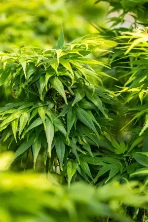 Japán juhar - Acer palmatum "Mikawa-yatsubusa" K10
