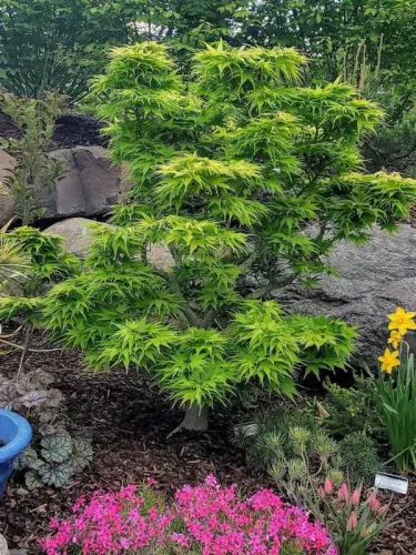 Japán juhar - Acer palmatum "Mikawa-yatsubusa" K10