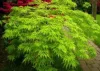 Japán juhar - Acer palmatum "Emerald Lace" Cs 10.5