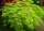 Japán juhar - Acer palmatum "Emerald Lace" Cs 10.5