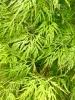 Japán juhar - Acer palmatum "Emerald Lace" Cs 10.5