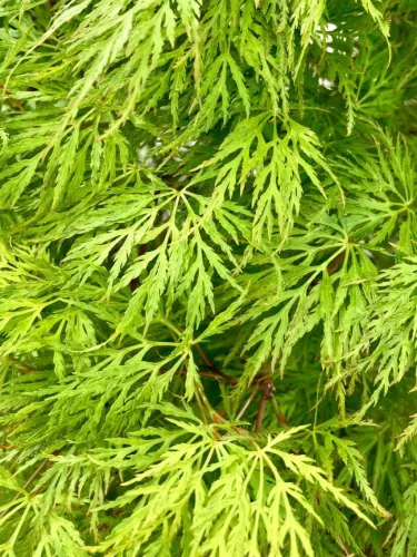 Japán juhar - Acer palmatum "Emerald Lace" Cs 10.5