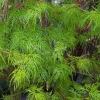Japán juhar - Acer palmatum "Emerald Lace" Cs 10.5