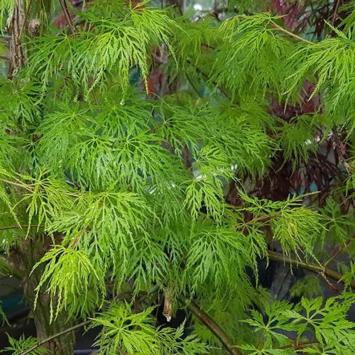 Japán juhar - Acer palmatum "Emerald Lace" Cs 10.5