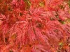 Japán juhar - Acer palmatum "Emerald Lace" Cs 10.5