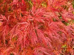 Japán juhar - Acer palmatum "Emerald Lace" Cs 10.5