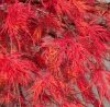 Japán juhar - Acer palmatum "Emerald Lace" Cs 10.5