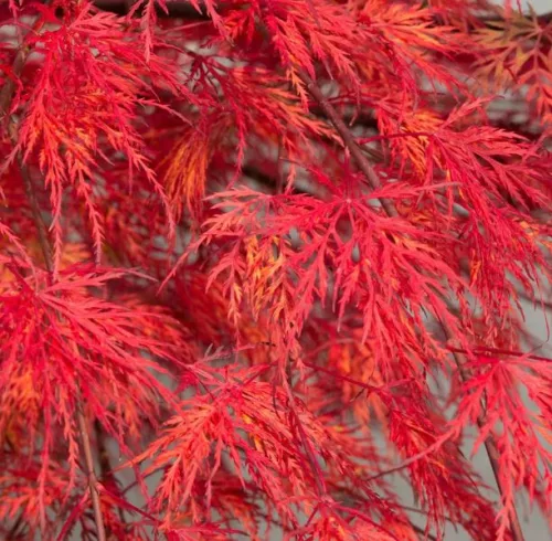 Japán juhar - Acer palmatum "Emerald Lace" Cs 10.5