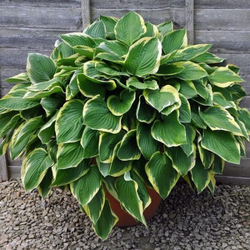 Árnyékliliom - Hosta fortunei "Aureomarginata'