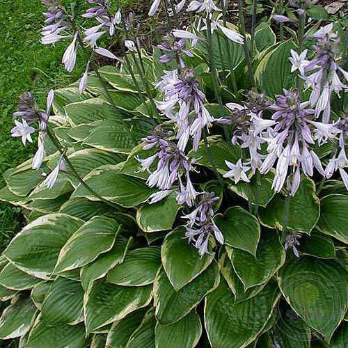 Árnyékliliom - Hosta fortunei "Aureomarginata'