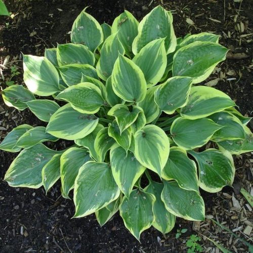 Árnyékliliom - Hosta fortunei "Aureomarginata'