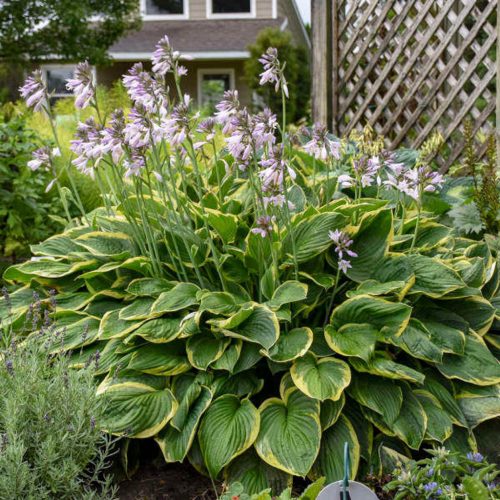 Árnyékliliom - Hosta fortunei "Aureomarginata'
