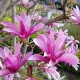 Magnoli "Susan" - Liliomfa
