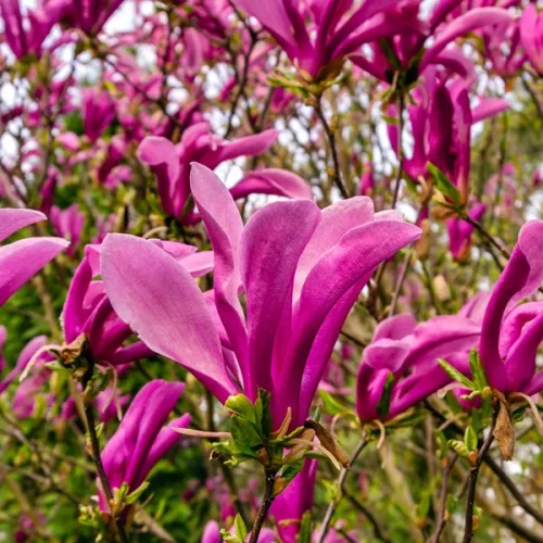 Magnoli "Susan" - Liliomfa