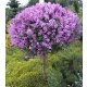 Törpe törzses orgona - Syringa ‘Dark Purple" Törzs 60 cm
