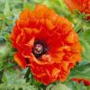 Keleti Pipacs - Papaver orientale "Eye Catcher"