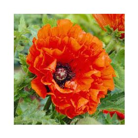 Keleti Pipacs - Papaver orientale "Eye Catcher"