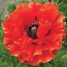 Keleti Pipacs - Papaver orientale "Eye Catcher"
